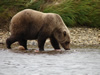 Brown Bear